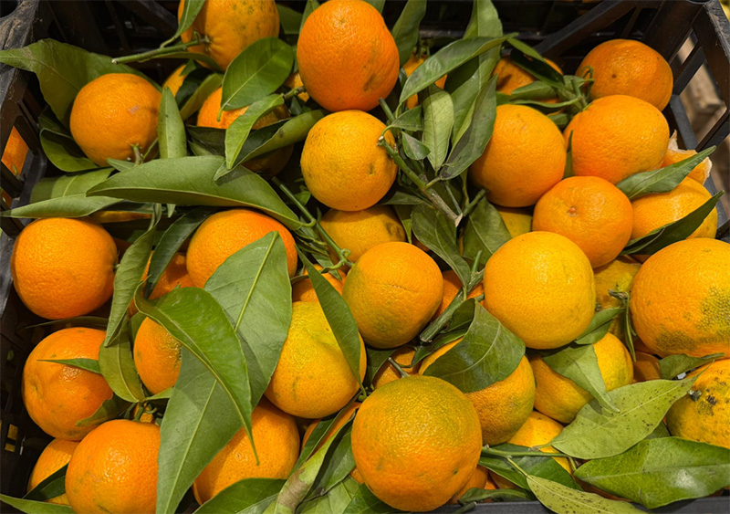 Mandarini - Sicilia - 0,80 euro al chilogrammo